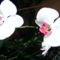 Lepke Orchidea / negyegyére nyillik/