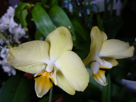 Lepke Orchidea /másodjára nyillik/
