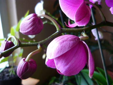 Lepke Orchidea pinbosan