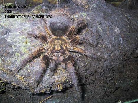 PHORMICTOPUS CANCERIDES 