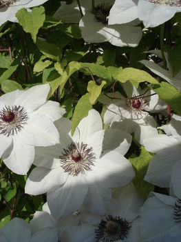 fehér futós virág