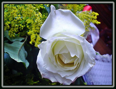 fehér rózsa-sárgalazittóval