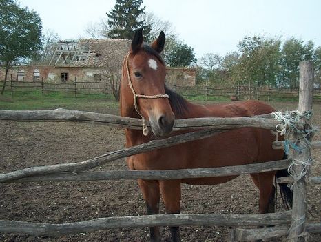 Hóra