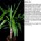 normal_Yucca aloifolia jpgn