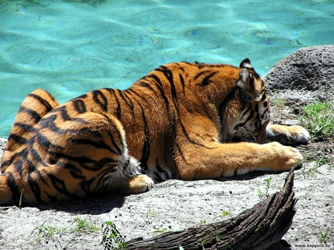 tigris-010
