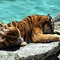 tigris-010