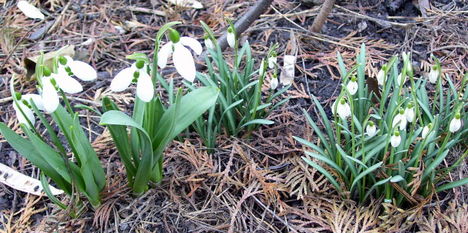 A tavasz hírönkei ! Nemesített és vad hóvirág.
