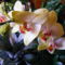 concorde_orchidea