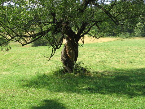 Csavart törzsű fa