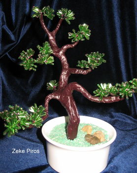 fenyő bonsai 1