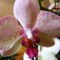 Lepke Orchidea