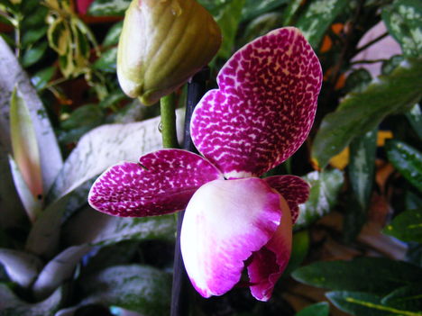 Lepke Orchidea félig kinyilva
