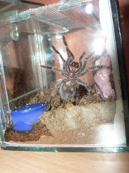 Smithi