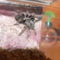 Smithi