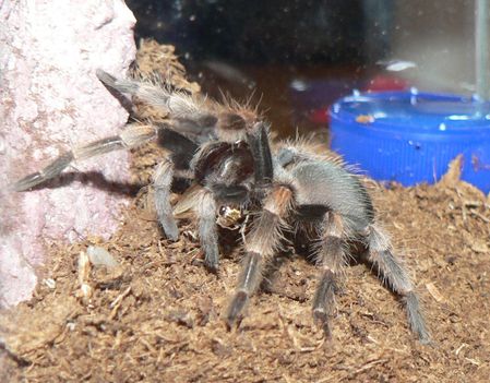 Smithi tücsközik