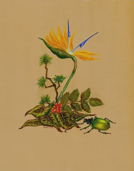 Sterlicia