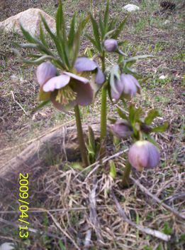 101_8152 Hunyor