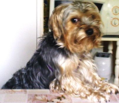 bobi
