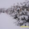 februárban a tuja sorom a hó alatt roskadozik