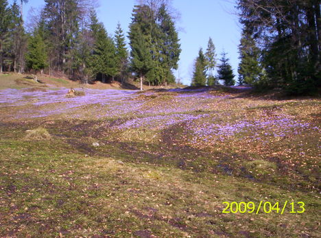 Krókusz 1