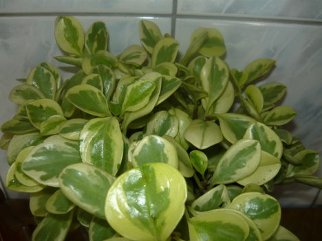 P1010699