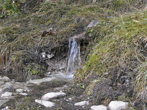 virág 1