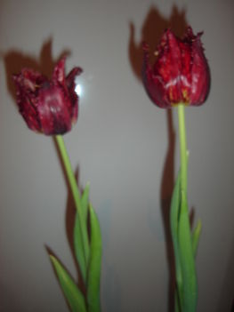 februári tulipán