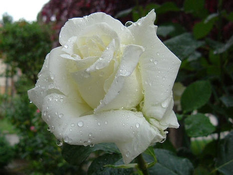hófehér-rózsa víz cseppes