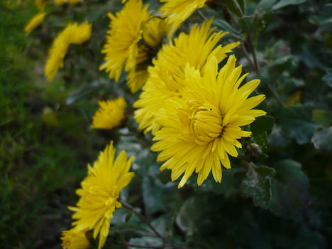 sárga virág
