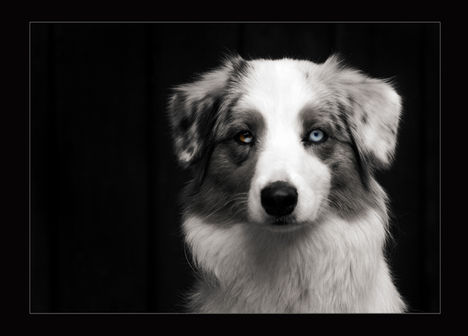 dogportrait