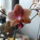 Orchideaim
