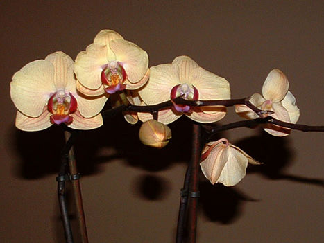 orchidea4