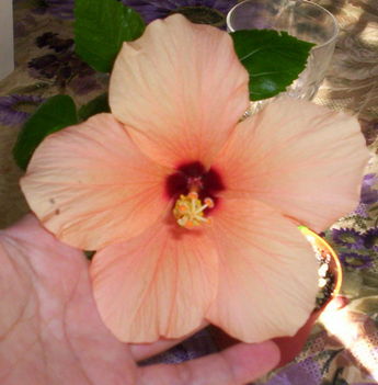 barackszínű hibiscus