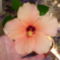barackszínű hibiscus