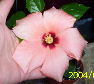 barackszínű hibiscus (még rózsaszín)