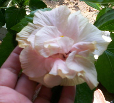 dupla szirmú, fehéresrózsaszín virágú hibiscus