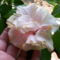 dupla szirmú, fehéresrózsaszín virágú hibiscus