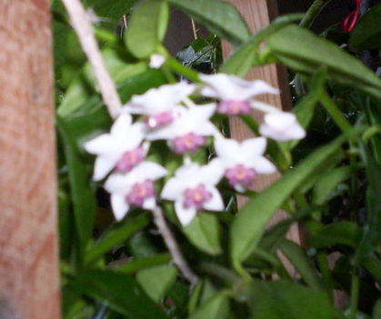 Hoya bella (virága)