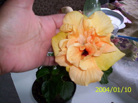 narancsszínű (dupla szirmú) hibiszkusz virága