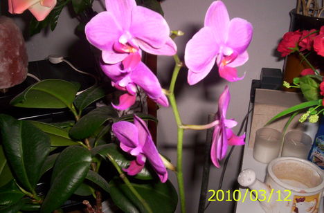 Orchidea