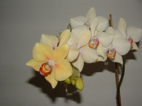Orchideák 017
