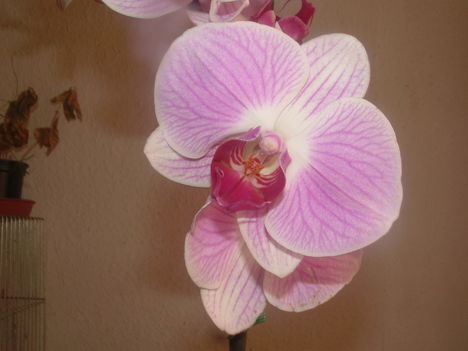 Orchideák 020
