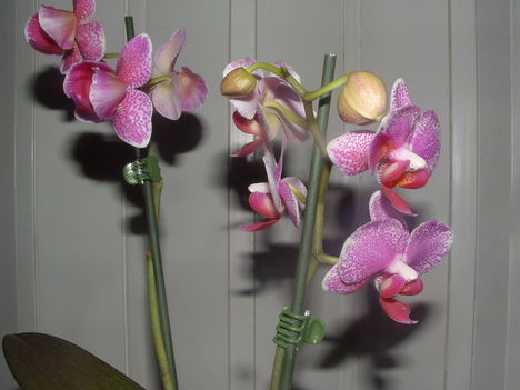 Orchideák 024