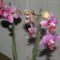 Orchideák 024