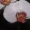 Orchideák 025