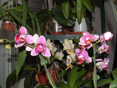 Orchideák 031