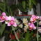 Orchideák 031