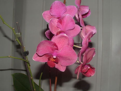 Orchideák 033