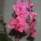 Orchideák 033