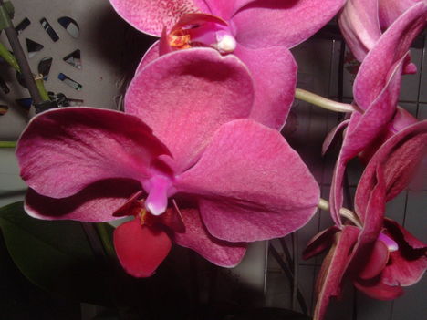 Orchideák 035